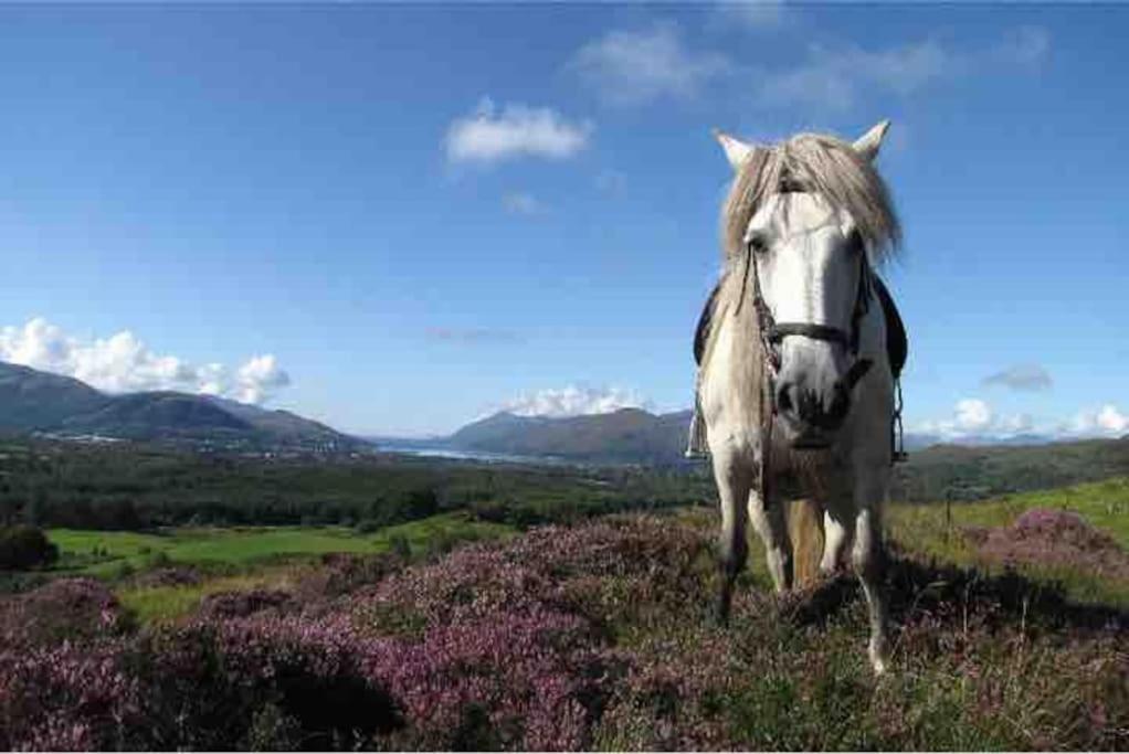 Wild Nurture Eco Luxury Offgrid Log Cabin Fort William Extérieur photo